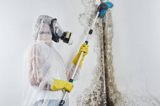 Mold Testing and Removal in Atwater, CA