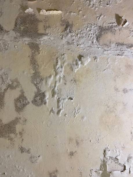 Best Toxic Mold Removal  in Atwater, CA